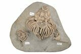 Fossil Crinoid Plate (Two Species) - Crawfordsville, Indiana #216145-1